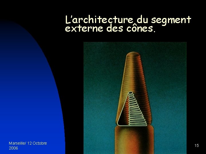 L’architecture du segment externe des cônes. Marseille/ 12 Octobre 2006 15 