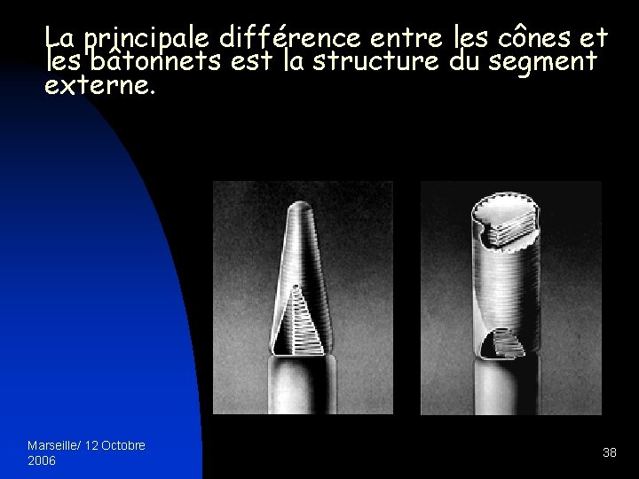 La principale différence entre les cônes et les bâtonnets est la structure du segment