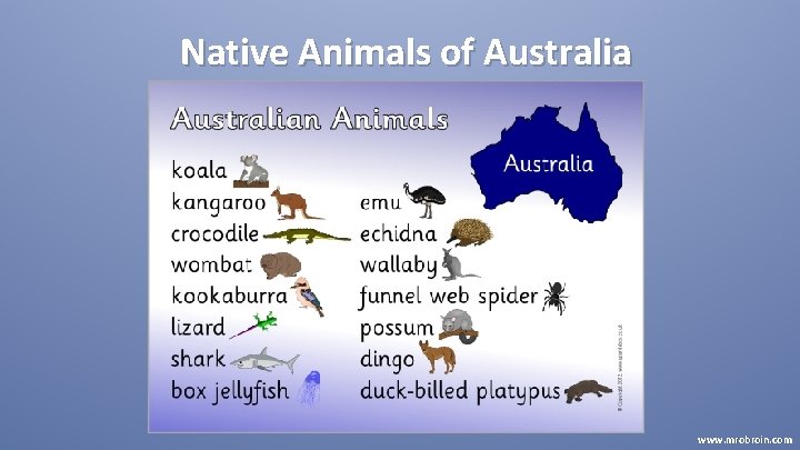Native Animals of Australia www. mrobroin. com 