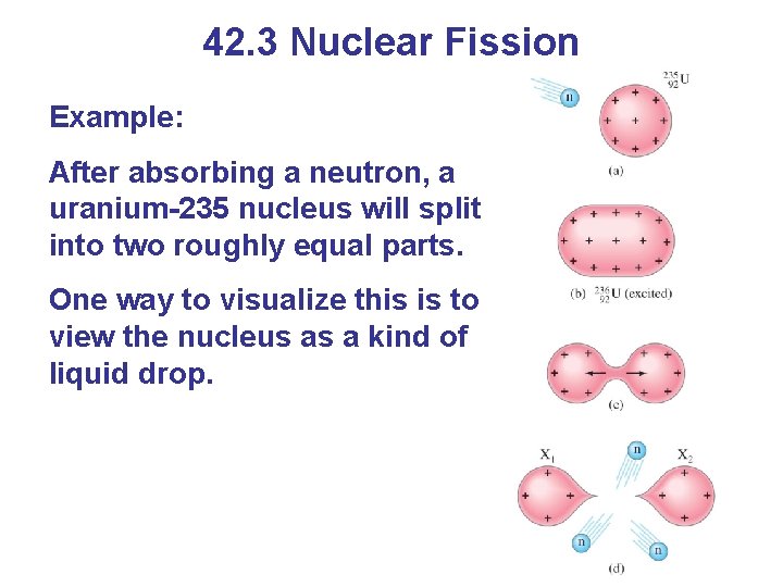 42. 3 Nuclear Fission Example: After absorbing a neutron, a uranium-235 nucleus will split
