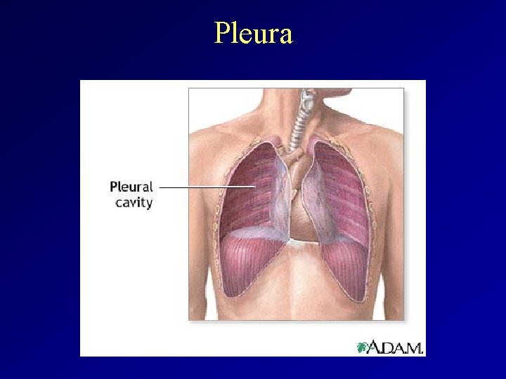 Pleura 