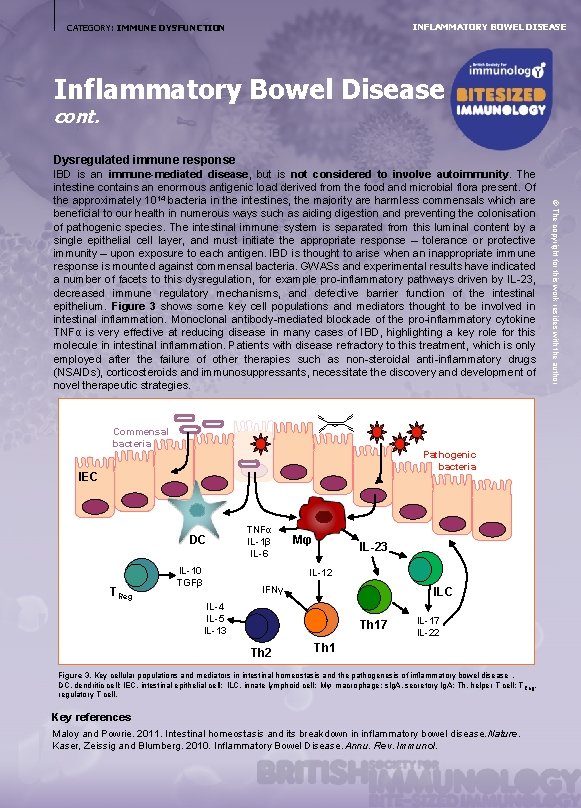 INFLAMMATORY BOWEL DISEASE CATEGORY: IMMUNE DYSFUNCTION Inflammatory Bowel Disease cont. Dysregulated immune response s.