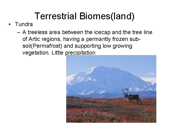 Terrestrial Biomes(land) • Tundra – A treeless area between the icecap and the tree