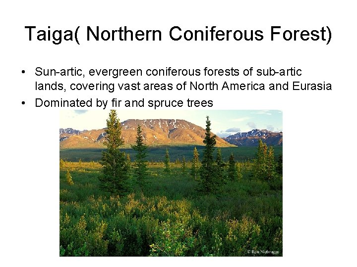 Taiga( Northern Coniferous Forest) • Sun-artic, evergreen coniferous forests of sub-artic lands, covering vast