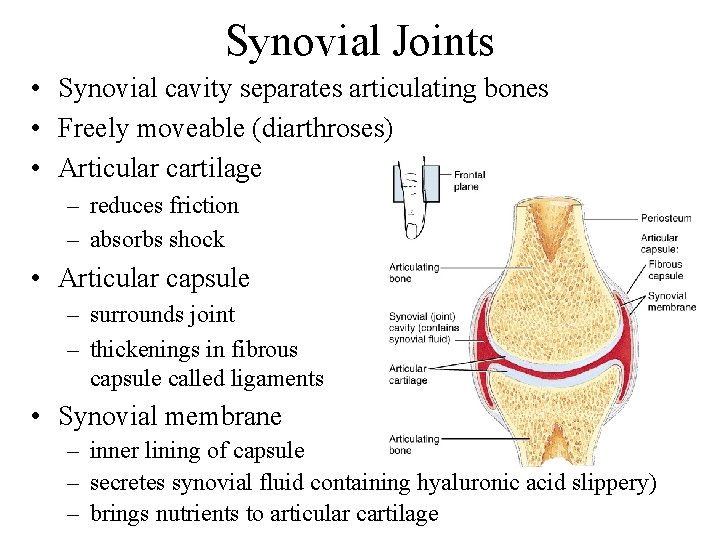 Synovial Joints • Synovial cavity separates articulating bones • Freely moveable (diarthroses) • Articular