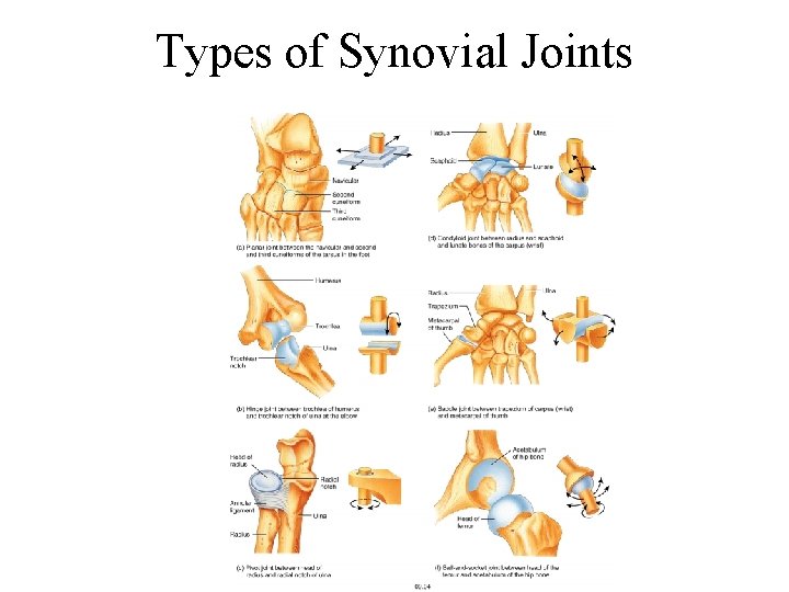 Types of Synovial Joints 