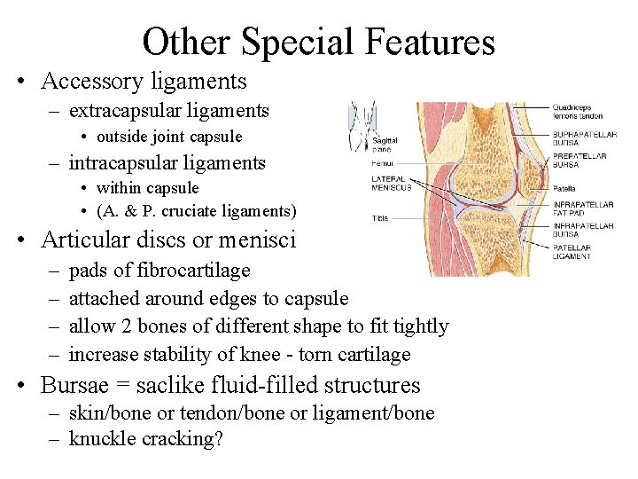 Other Special Features • Accessory ligaments – extracapsular ligaments • outside joint capsule –