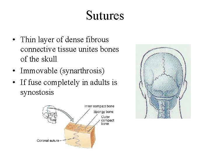 Sutures • Thin layer of dense fibrous connective tissue unites bones of the skull