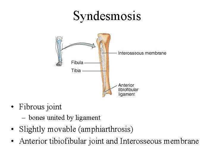 Syndesmosis • Fibrous joint – bones united by ligament • Slightly movable (amphiarthrosis) •