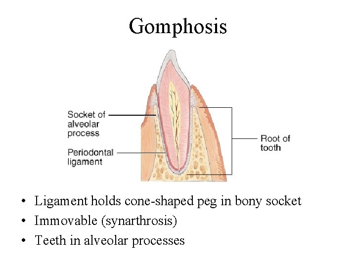 Gomphosis • Ligament holds cone-shaped peg in bony socket • Immovable (synarthrosis) • Teeth