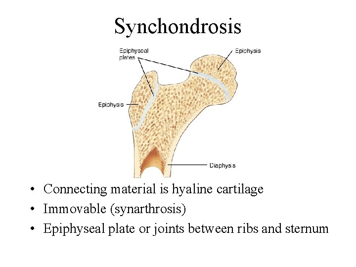 Synchondrosis • Connecting material is hyaline cartilage • Immovable (synarthrosis) • Epiphyseal plate or