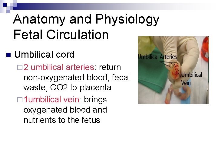 Anatomy and Physiology Fetal Circulation n Umbilical cord ¨ 2 umbilical arteries: return non-oxygenated