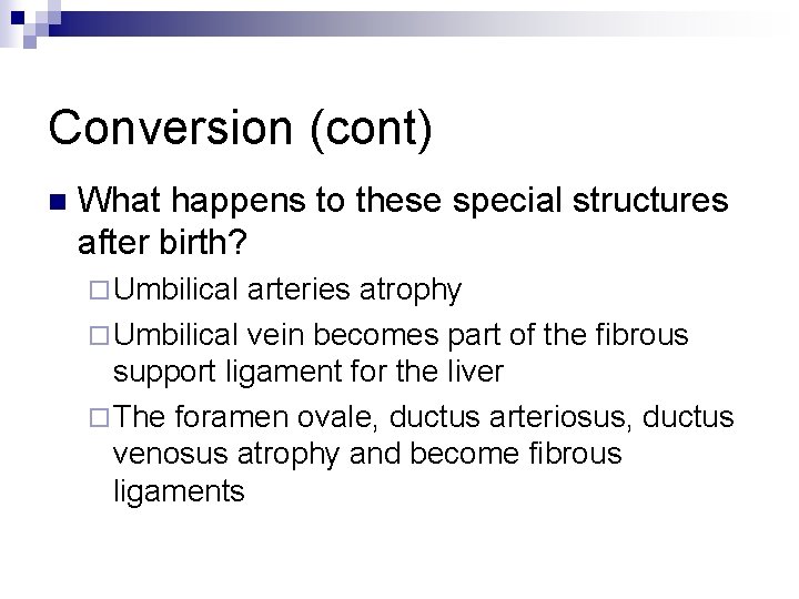 Conversion (cont) n What happens to these special structures after birth? ¨ Umbilical arteries