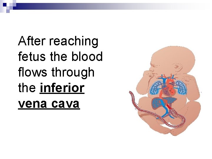 After reaching fetus the blood flows through the inferior vena cava 