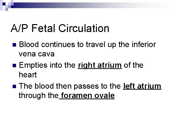 A/P Fetal Circulation Blood continues to travel up the inferior vena cava n Empties