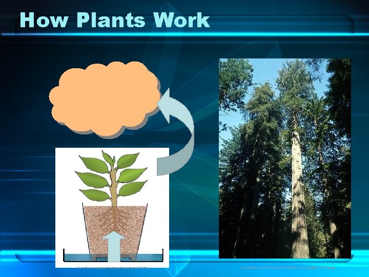 How Plants Work Source: http: //www. agridept. gov. lk/Techinformations/Hponics/images/P_24. jpg Source: http: //upload. wikimedia.