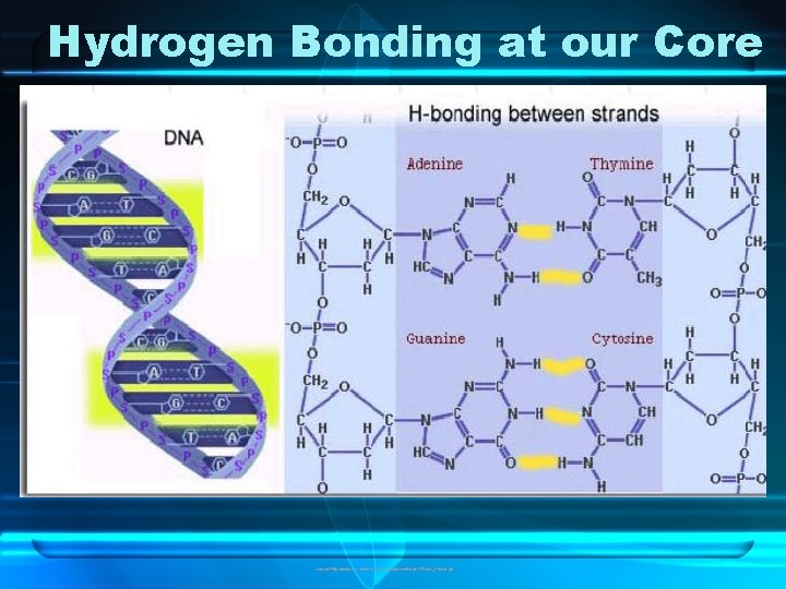 Hydrogen Bonding at our Core Source: http: //colossus. chem. umass. edu/chandler/ch 112/dna_hbond. gif 