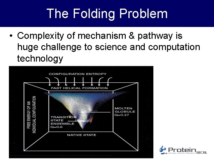 The Folding Problem • Complexity of mechanism & pathway is huge challenge to science