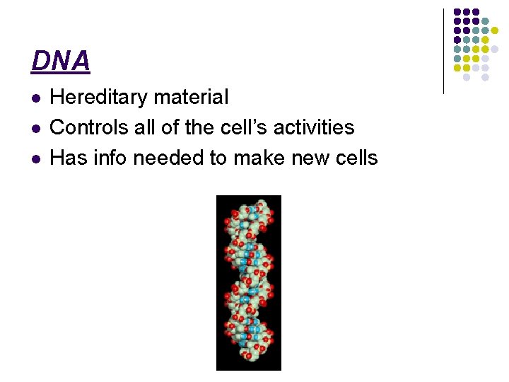 DNA l l l Hereditary material Controls all of the cell’s activities Has info