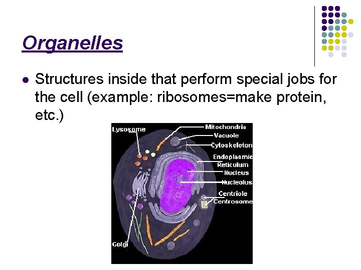 Organelles l Structures inside that perform special jobs for the cell (example: ribosomes=make protein,