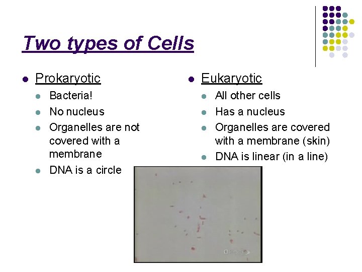 Two types of Cells l Prokaryotic l l Bacteria! No nucleus Organelles are not