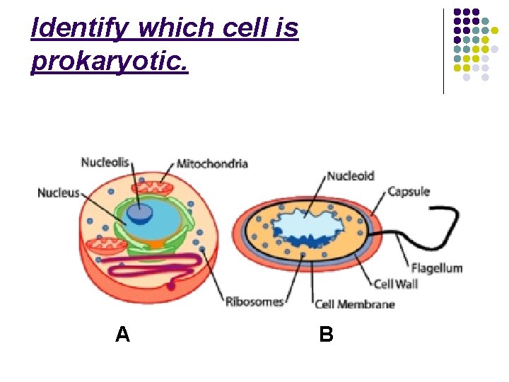 Identify which cell is prokaryotic. A B 