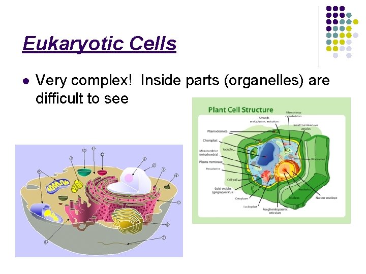 Eukaryotic Cells l Very complex! Inside parts (organelles) are difficult to see 