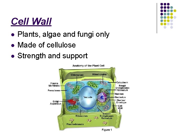 Cell Wall l Plants, algae and fungi only Made of cellulose Strength and support