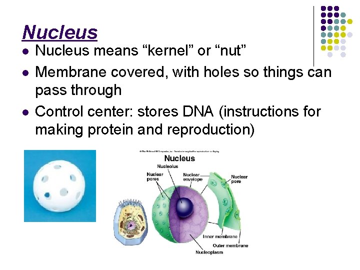 Nucleus l l l Nucleus means “kernel” or “nut” Membrane covered, with holes so