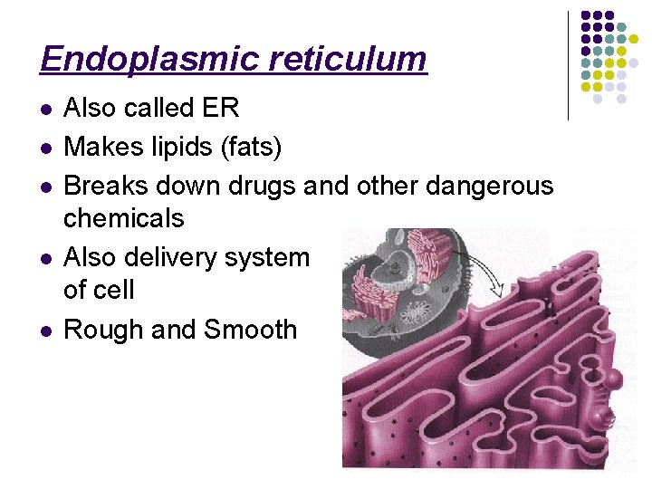 Endoplasmic reticulum l l l Also called ER Makes lipids (fats) Breaks down drugs