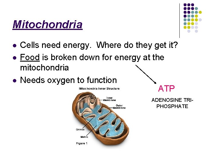 Mitochondria l l l Cells need energy. Where do they get it? Food is