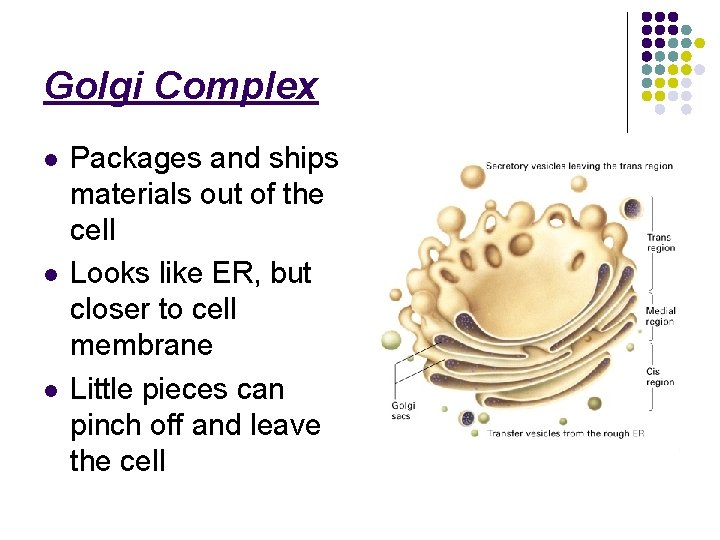 Golgi Complex l l l Packages and ships materials out of the cell Looks