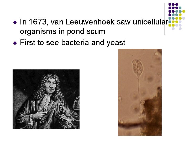 l l In 1673, van Leeuwenhoek saw unicellular organisms in pond scum First to