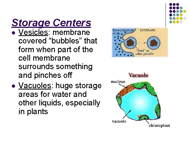 Storage Centers l l Vesicles: membrane covered “bubbles” that form when part of the