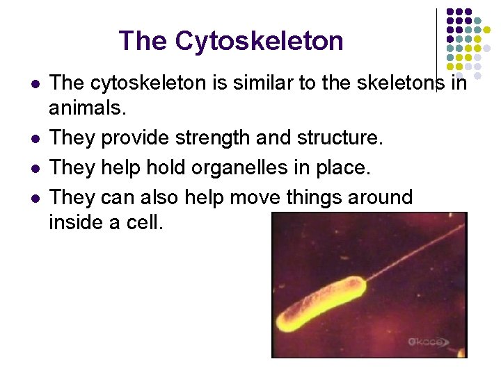 The Cytoskeleton l l The cytoskeleton is similar to the skeletons in animals. They