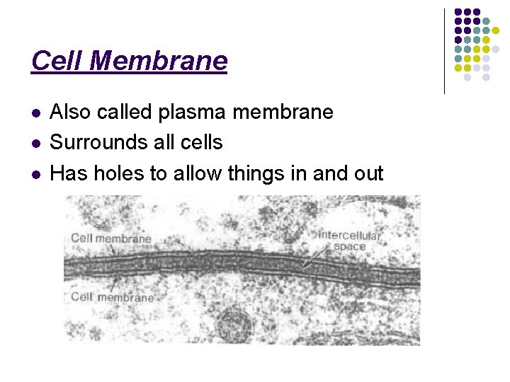 Cell Membrane l l l Also called plasma membrane Surrounds all cells Has holes