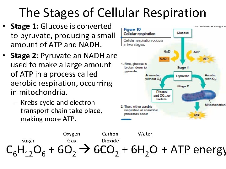 The Stages of Cellular Respiration • Stage 1: Glucose is converted to pyruvate, producing