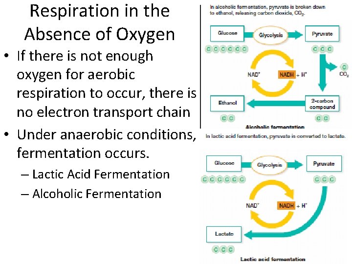 Respiration in the Absence of Oxygen • If there is not enough oxygen for