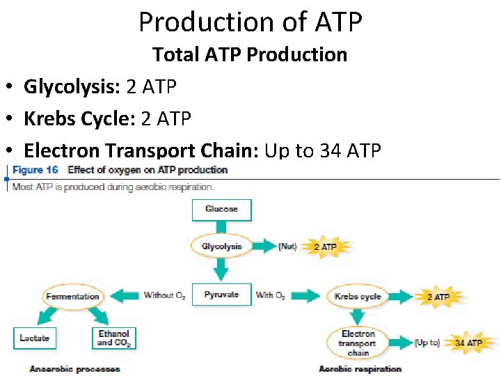 Production of ATP Total ATP Production • Glycolysis: 2 ATP • Krebs Cycle: 2