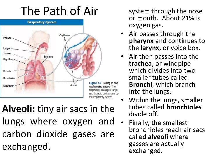 The Path of Air Alveoli: tiny air sacs in the lungs where oxygen and