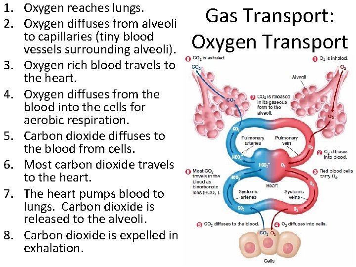 1. Oxygen reaches lungs. 2. Oxygen diffuses from alveoli to capillaries (tiny blood vessels