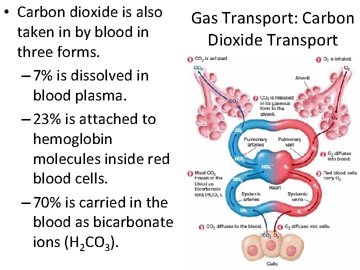  • Carbon dioxide is also taken in by blood in three forms. –