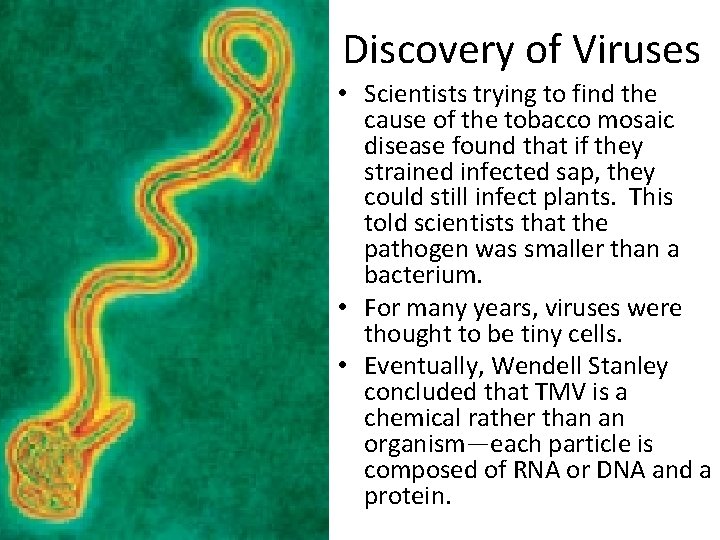Discovery of Viruses • Scientists trying to find the cause of the tobacco mosaic