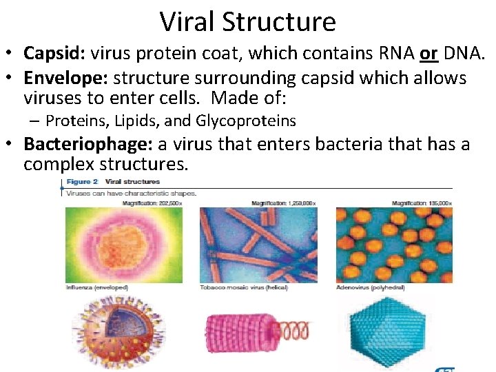 Viral Structure • Capsid: virus protein coat, which contains RNA or DNA. • Envelope: