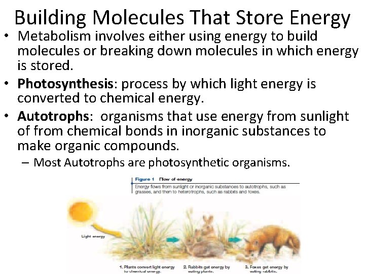 Building Molecules That Store Energy • Metabolism involves either using energy to build molecules
