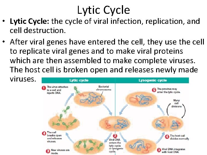 Lytic Cycle • Lytic Cycle: the cycle of viral infection, replication, and cell destruction.