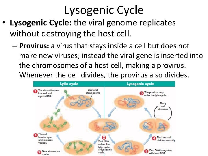 Lysogenic Cycle • Lysogenic Cycle: the viral genome replicates without destroying the host cell.