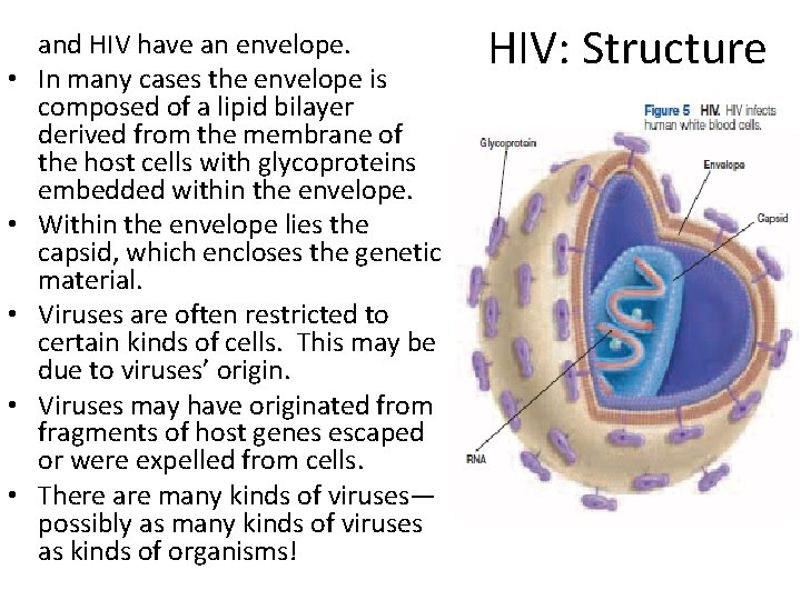  • Many viruses such as Influenza and HIV have an envelope. • In