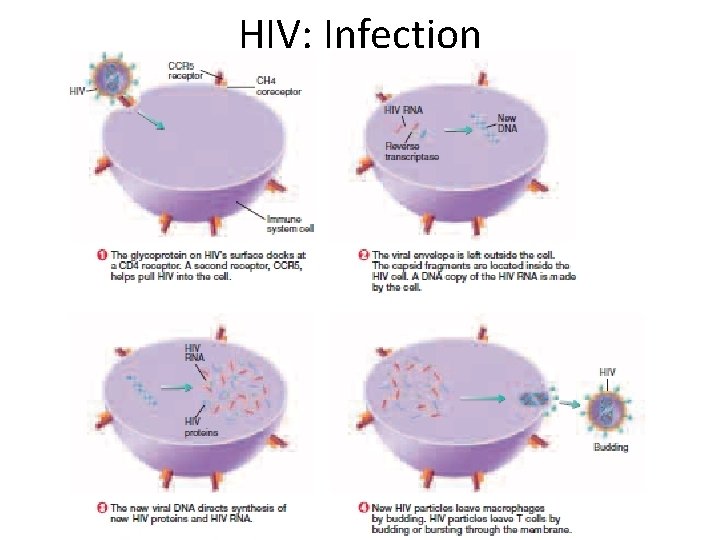 HIV: Infection 