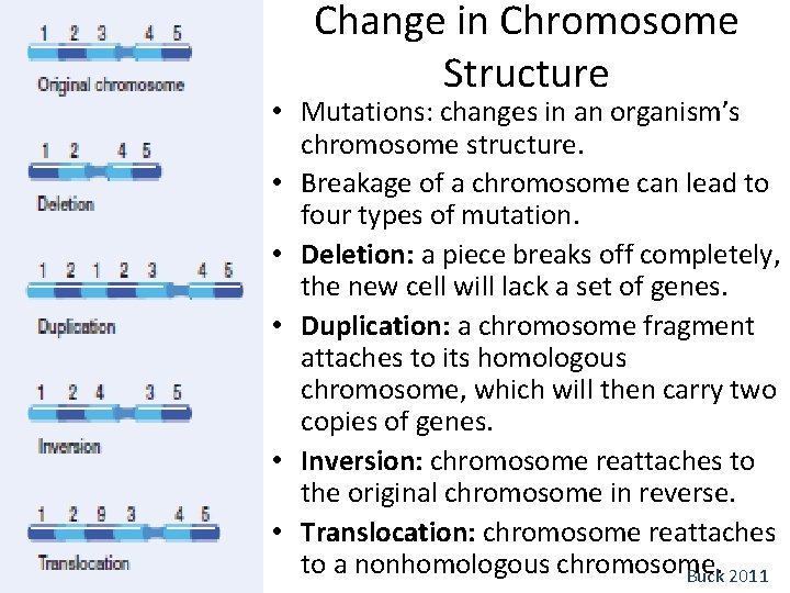 Change in Chromosome Structure • Mutations: changes in an organism’s chromosome structure. • Breakage